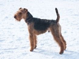 Welsh Terrier