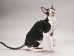 Cornish Rex