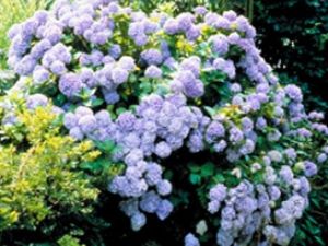 Hortensias, un mundo por descubrir