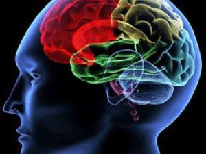 ¿Todos los recuerdos se almacenan en la misma zona del cerebro?