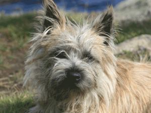 Cairn Terrier