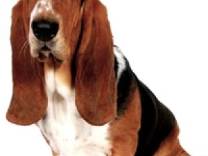 Basset Hound