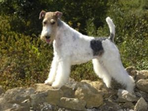 Fox Terrier