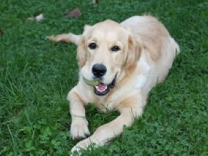 Golden Retriever