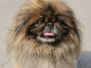 Pekinés