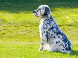 Setter Inglés