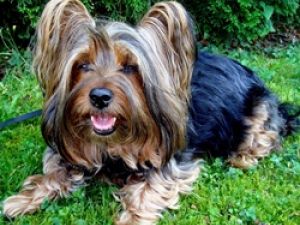 Australian Silky Terrier