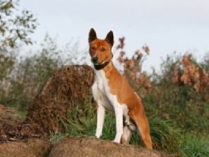 Basenji