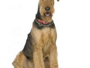 Airedale Terrier