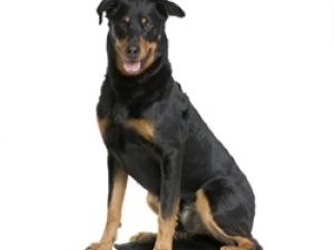 Beauceron