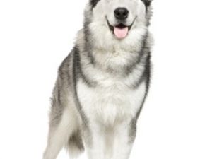 Alaskan Malamute