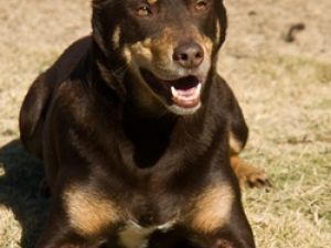 Kelpie Australiano