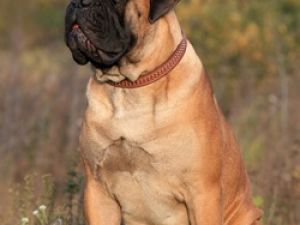 Bullmastiff