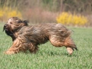 Pastor de Brie o Briard