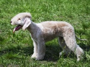 Bedlington Terrier