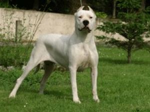 Dogo Argentino