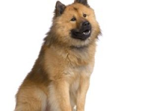 Eurasier