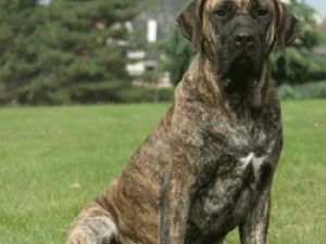 Fila Brasileño