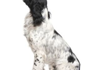 Springer Spaniel Inglés