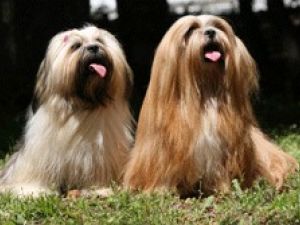 Lhassa Apso