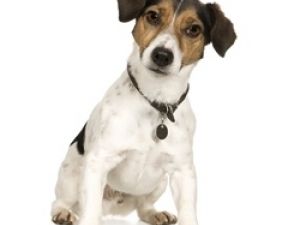 Terrier de Jack Russell