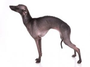 Galgo Italiano