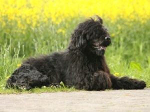 Perro de Aguas Portugués