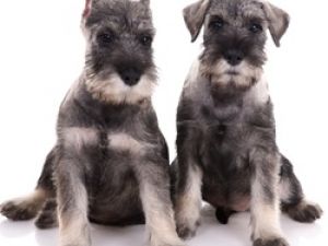 Schnauzer Standard