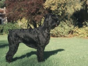 Schnauzer Gigante