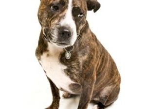 Staffordshire Bull Terrier