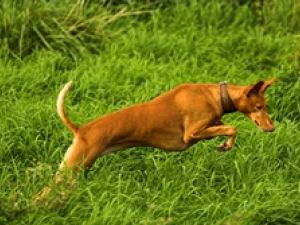 Podenco Canario