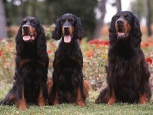 Gordon Setter