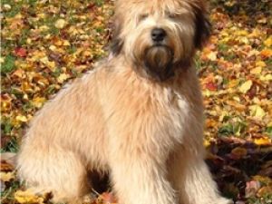 Wheaten Terrier