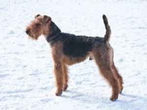 Welsh Terrier