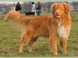 Nova Scotia Duck Tolling Retriever