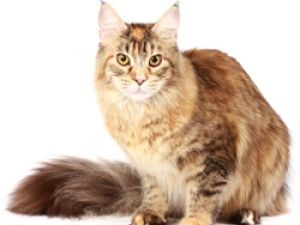 Main Coon