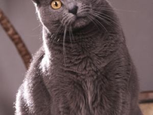 Cartujo (Chartreux)