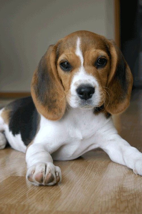 Beagle