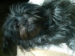 Affenpinscher