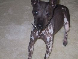 American Hairless Terrier