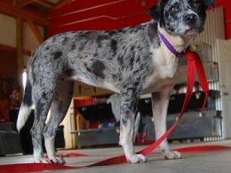 Catahoula Leopard Dog