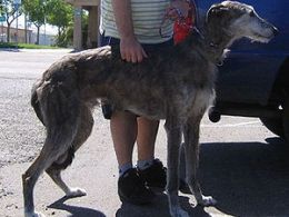 American Staghound