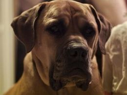 Boerboel