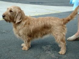 Basset leonado de Bretaña