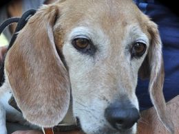 Beagle Harrier