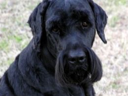 Terrier Ruso de pelo negro