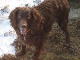 Boykin Spaniel