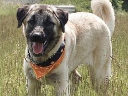 Kangal