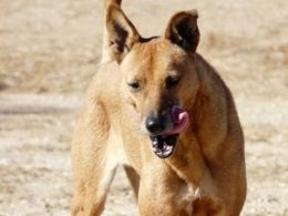 Perro de Carolina