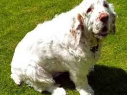 Clumber Spaniel